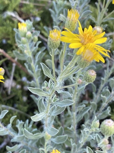 Heterotheca Villosa