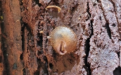 Stenotrema