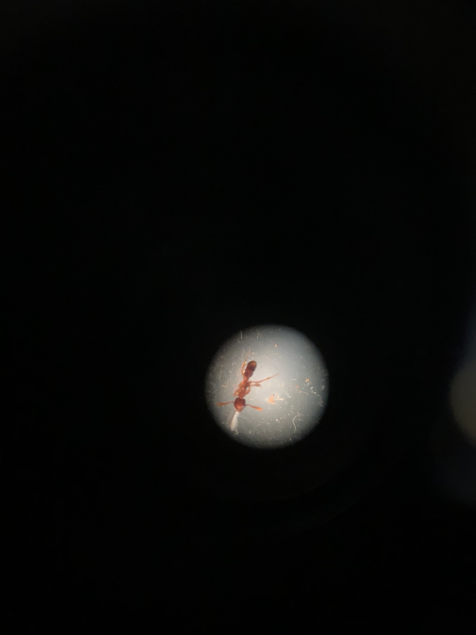 Proceratium