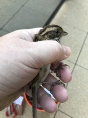 Zonotrichia albicollis