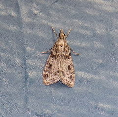 Scoparia palloralis