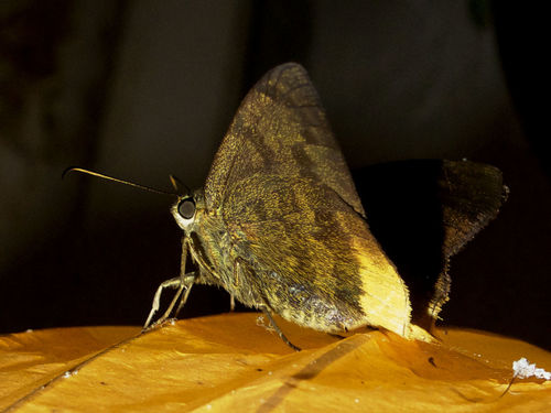 Yellow-tipped Flasher