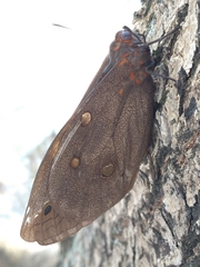 Brassolis sophorae