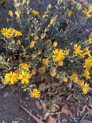 Heterotheca zionensis