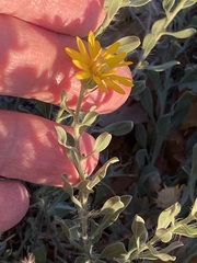 Heterotheca zionensis