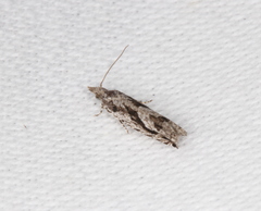 Holocola thalassinana