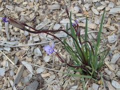 Patersonia occidentalis occidentalis