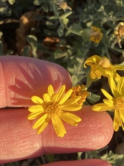 Heterotheca zionensis