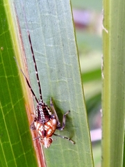 Lophopidae