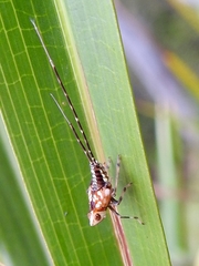 Lophopidae