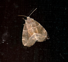 Plagiomimicus manti