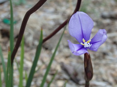 Patersonia occidentalis occidentalis