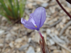 Patersonia occidentalis occidentalis