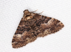 Aporoctena scierodes