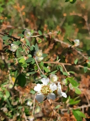 Leptospermum myrtifolium