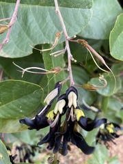 Kennedia nigricans