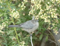 Psaltriparus minimus