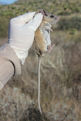 Peromyscus melanophrys