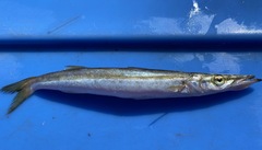 Sphyraena borealis