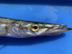 Sphyraena borealis