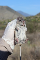 Peromyscus melanophrys