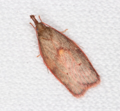Enchocrates glaucopis