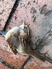 Zonotrichia albicollis