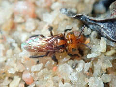 Oxytrigona