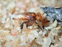 Oxytrigona