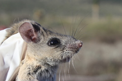 Peromyscus melanophrys