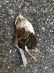 Zonotrichia albicollis