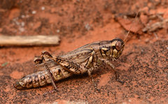 Melanoplus macclungi