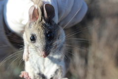 Peromyscus melanophrys