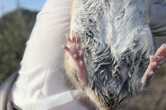Peromyscus melanophrys