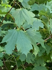 Acer platanoides