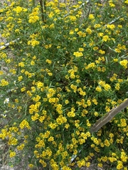 Flaveria ramosissima