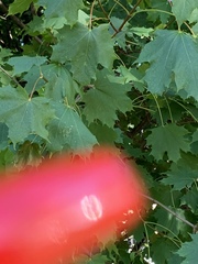 Acer platanoides