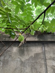 Averrhoa carambola