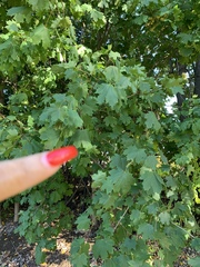 Acer platanoides