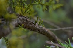 Arceuthobium oxycedri