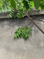 Averrhoa carambola