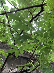 Averrhoa carambola