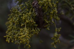 Arceuthobium oxycedri