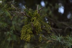 Arceuthobium oxycedri