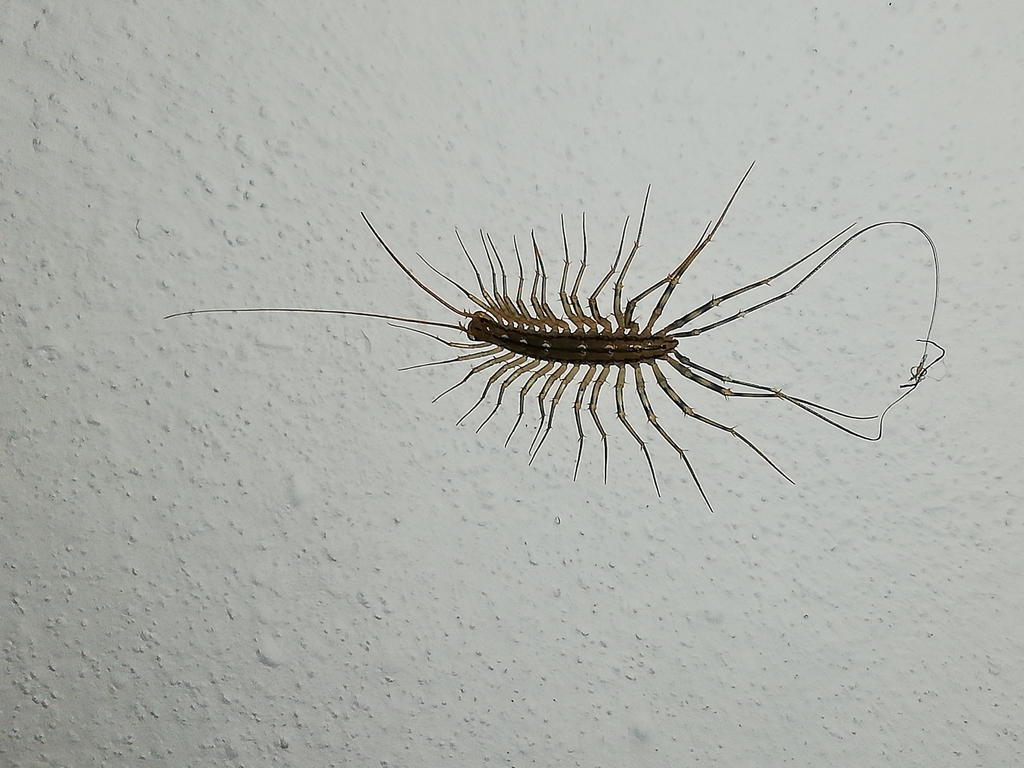 House Centipede Portugal