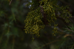 Arceuthobium oxycedri