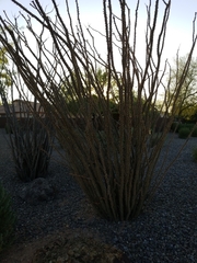 Fouquieria splendens