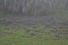 Sus scrofa domesticus