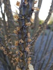 Fouquieria splendens