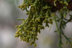 Arceuthobium oxycedri